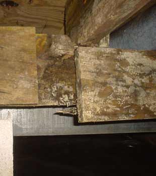 Extensive basement rot found in Laconia by Northern Basement Systems