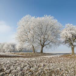 Frost covering trees and a grassy field in Tilton